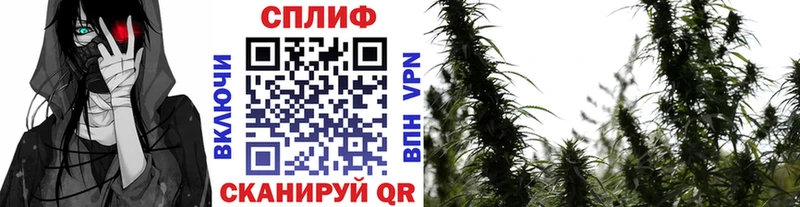 Конопля сатива  Тимашёвск 